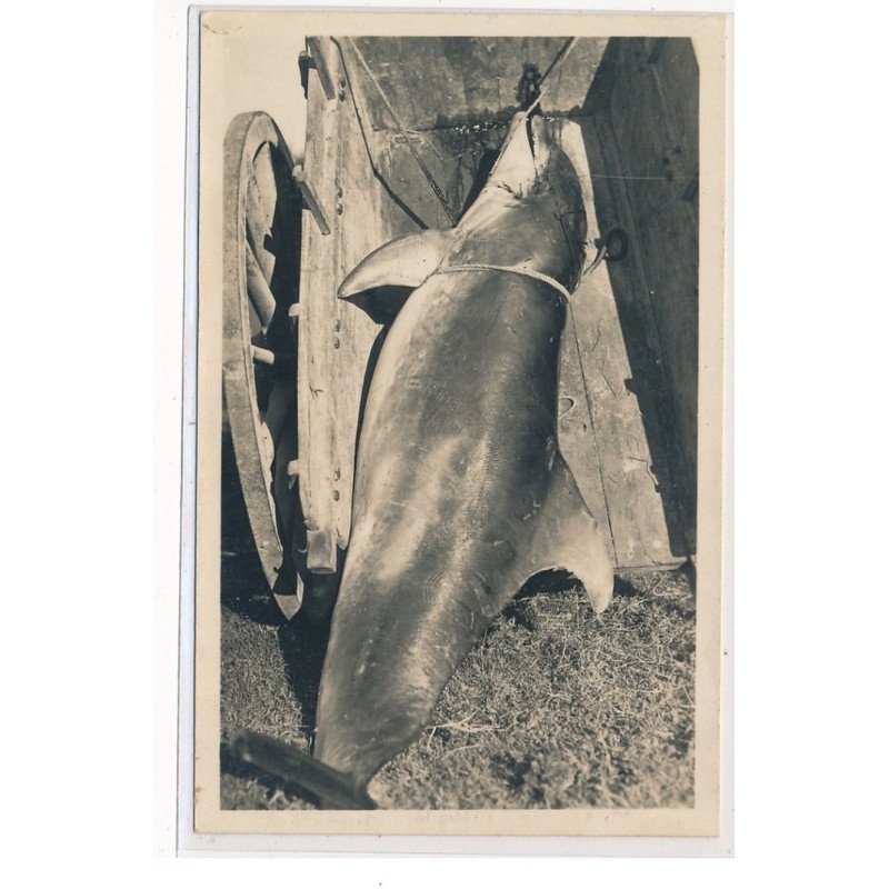 COUTAINVILLE : dauphin - tres bon etat