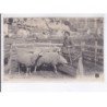 BRIVE: moutons au parc - très bon état