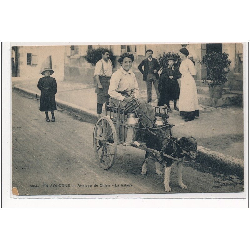 EN SOLOGNE : attelage de chien, la laitiere - etat