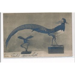 PARIS : oiseau empaillé, naturaliste (amehrst) - tres bon etat