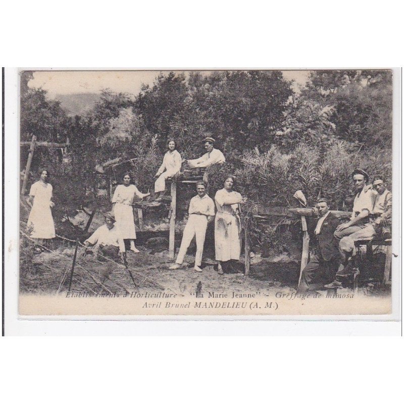 MANDELIEU : établissement d'horticulture """"la marie jeanne"""" greffage de minosa - très bon état
