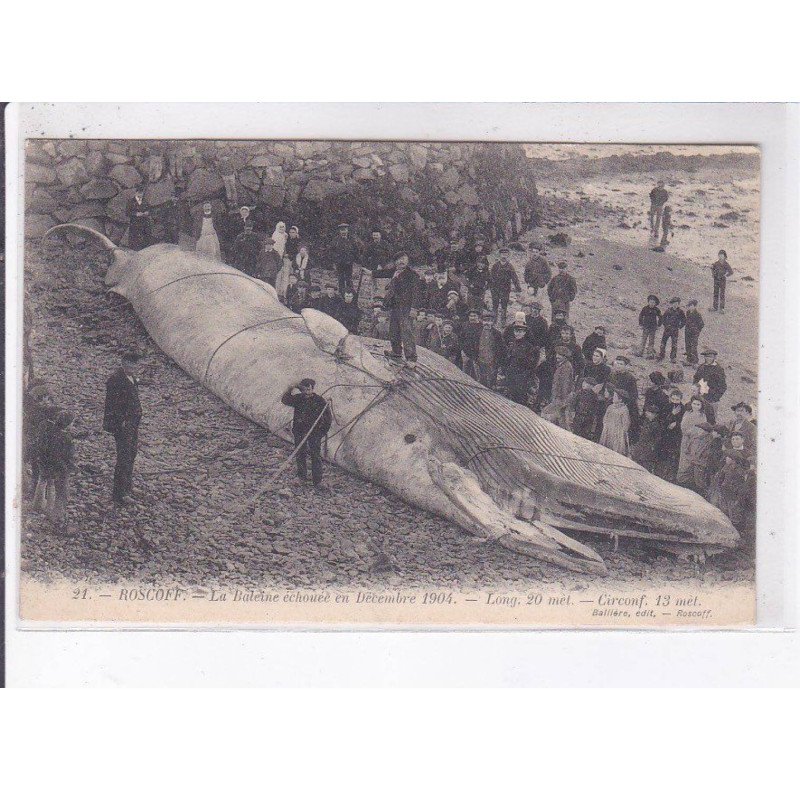 ROSCOFF: la baleine échouée en décembre 1904 - très bon état
