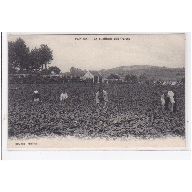 PALAISEAU : la cueillette des fraises - très bon état