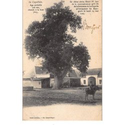 AISNE : le capellois age probable 500 ans, ce chene abrita henri IV - tres bon etat