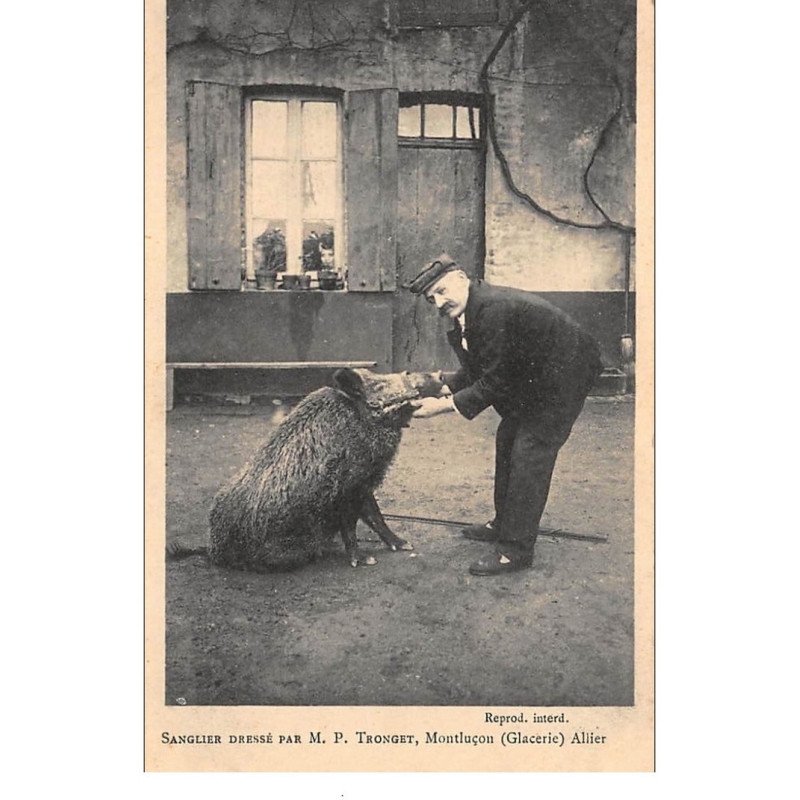 MONTLUCON : sangler dressé par M.P. Tronget - tres bon etat MONTLUCON : sangler dressé par M.P. Tronget - tres bon etat