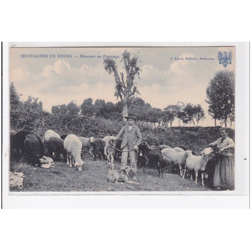 MONTAGNES-du-DOUBS : moutons au paturage - tres bon etat