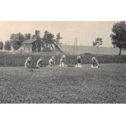 PONTARLIER : la recolte de l'absinthe - etat