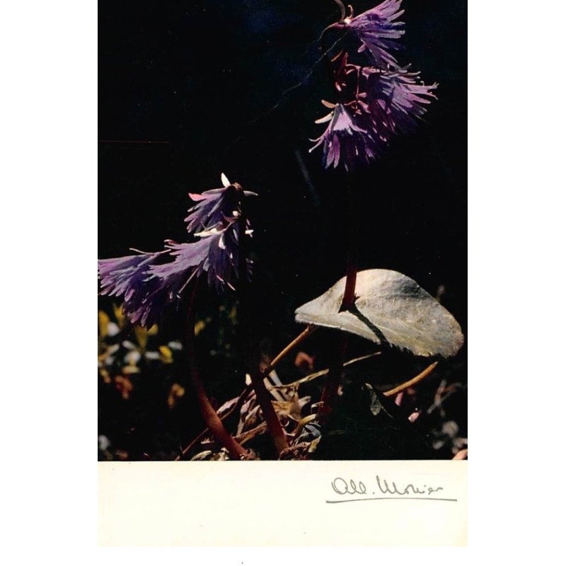 Albert MONIER : flore des cimes, soldanelles - tres bon etat