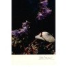 Albert MONIER : flore des cimes, soldanelles - tres bon etat