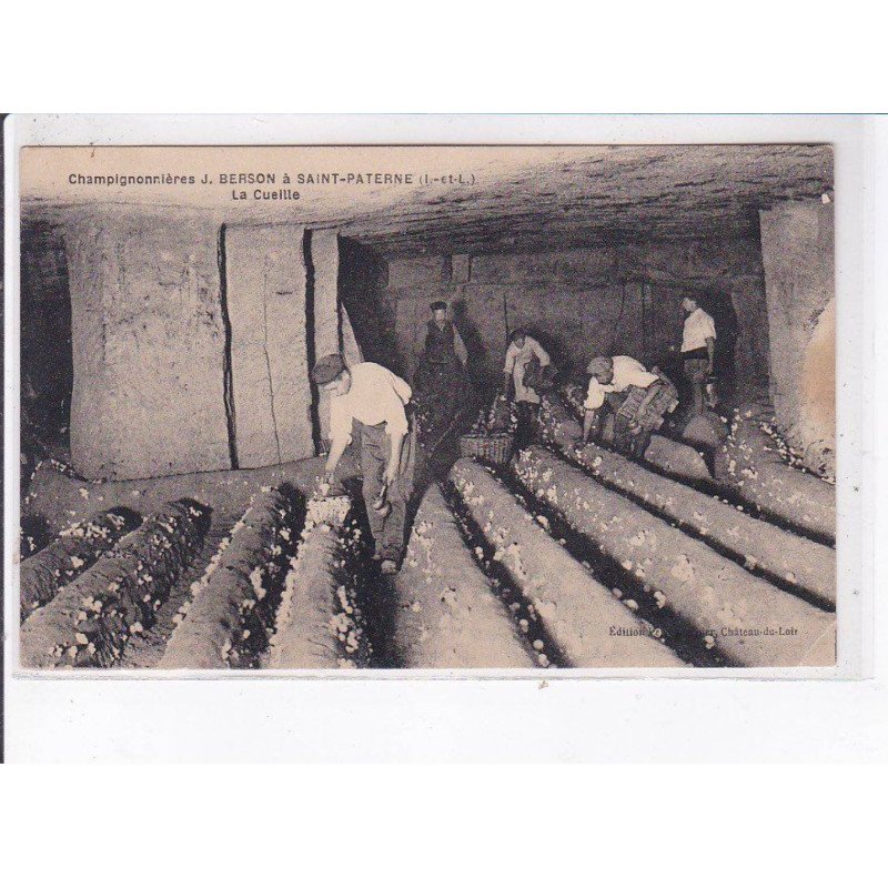 SAINT-PATERNE: champignonnières J. Berson, la cueille - état