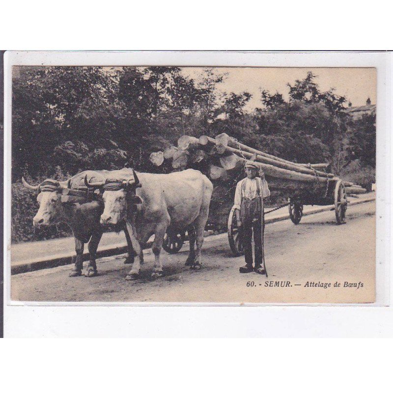 SEMUR: attelage de boeufs - état