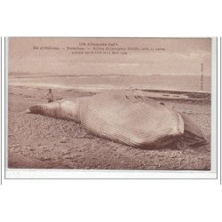LA ROCHELLE : DOMINO - baleine échouée  - très bon état