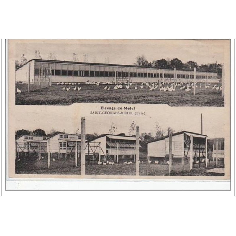 SAINT GEORGES MOTEL - élevage de MOTEL - très bon état