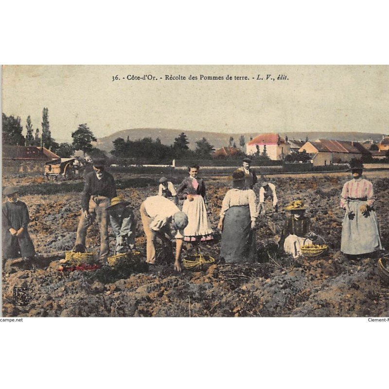 COTE-D'OR : récolte des pommes de terre - tres bon etat