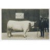 PARIS : concours agricole, boeuf, prix d'honneur bouillon bisson - tres bon etat