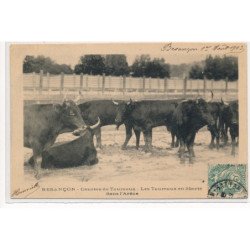 BESANCON : courses de taureaux, les taureaux en liberté dans l'arène - etat