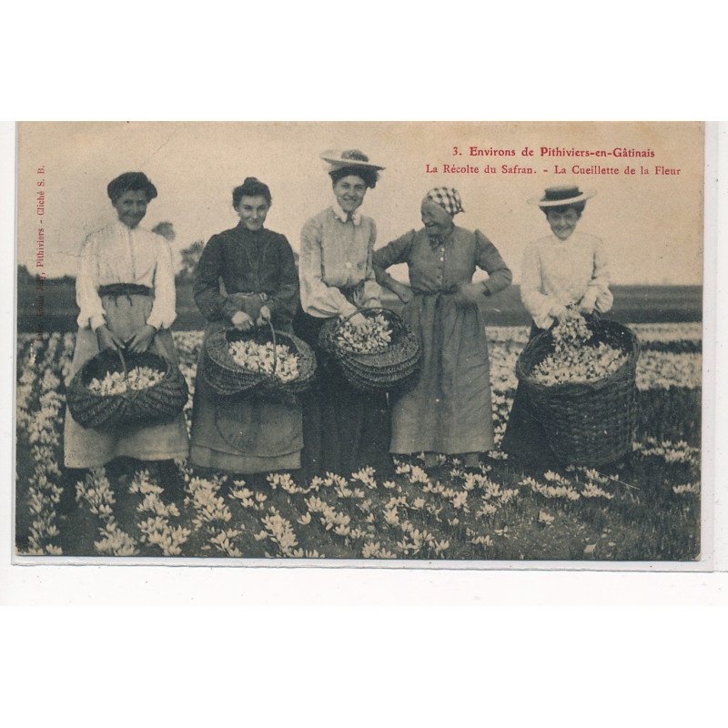 environs PITHIVIERS-en-GATINAIS : la recolte du safran, la cueillette de la fleur - tres bon etat