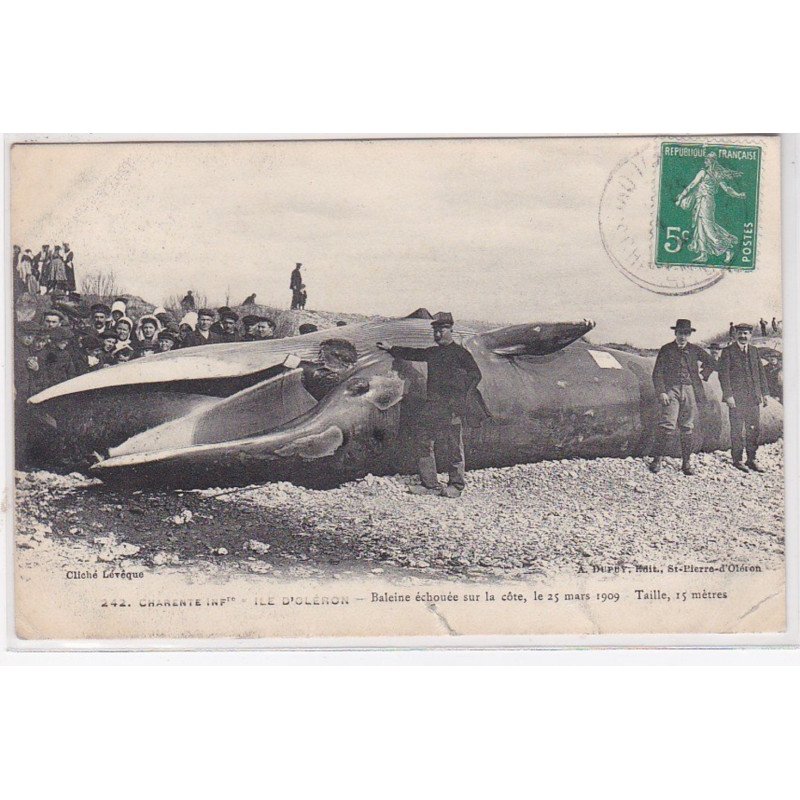 ILE D'OLERON : baleine échouée sur la cote en 1909 - état