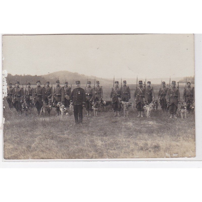 Carte photo de chiens sanitaires (miltaire) - très bon état