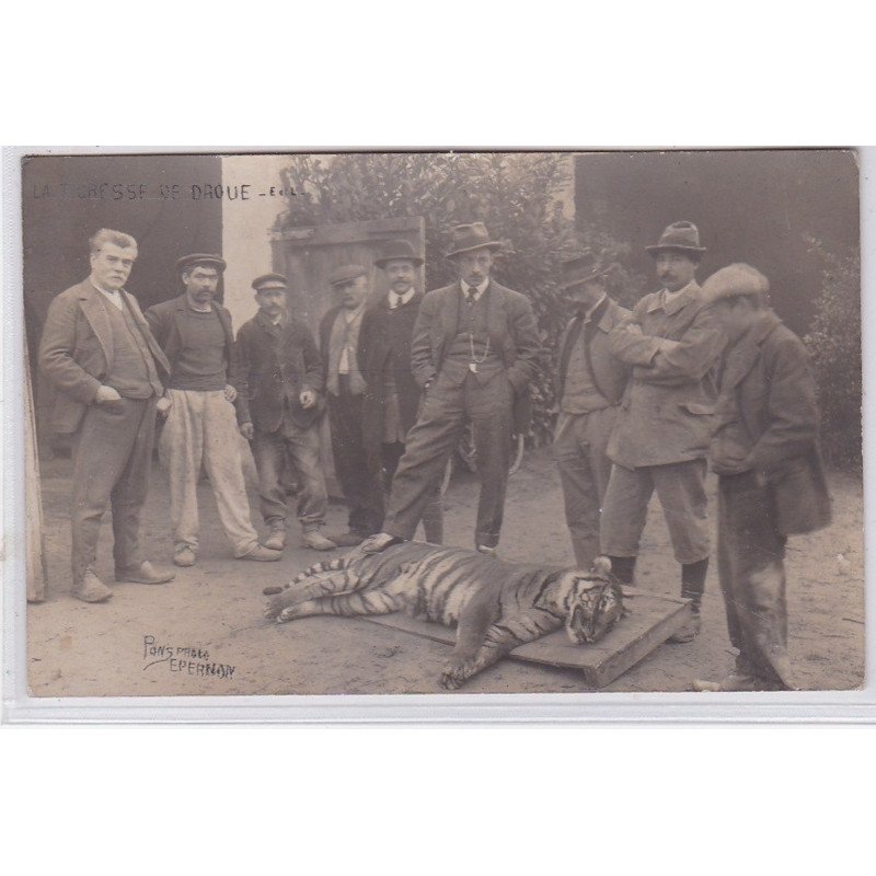 DROUE : carte photo de la tigresse (chasse) - très bon état