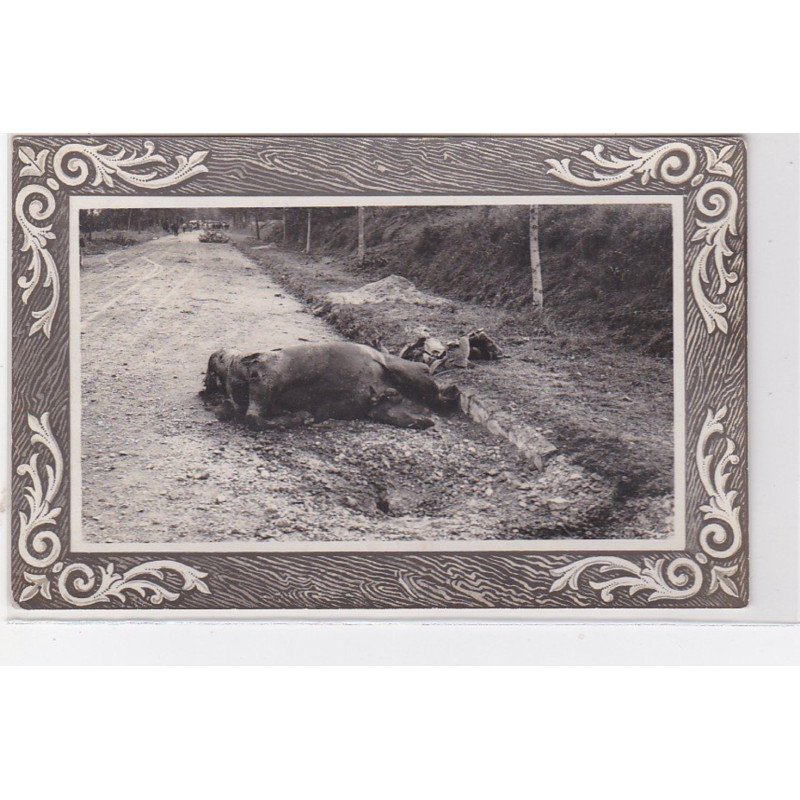 route de Soissons : 1914/18 - carte photo du cheval Basoche du 2ème chasseurs d'Afrique tué (obus -militaire - guerre)