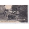 SIVREY , commune d'Auxou : le fermier et ses élèves (chasse au sanglier)- très bon état