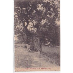 Type d'olivier de la Balagne (éditeur ALFONSI) - très bon état