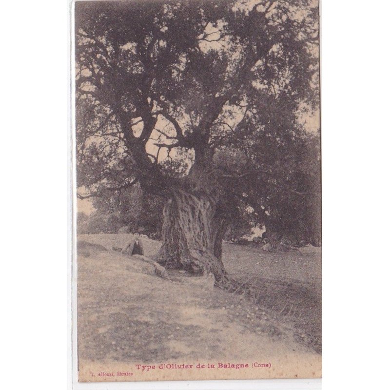 Type d'olivier de la Balagne (éditeur ALFONSI) - très bon état