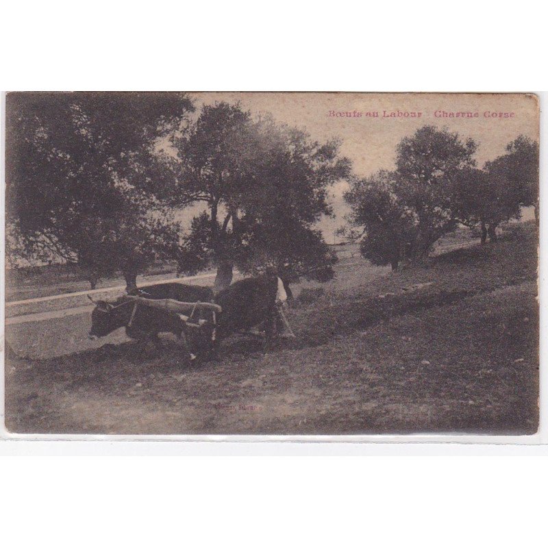 Boeufs au labour - charrue Corse (éditeur ALFONSI) - très bon état