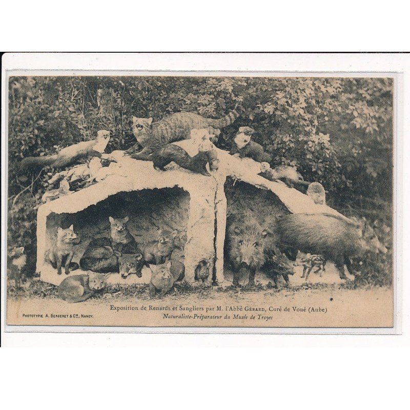 Exposition de Renards et Sangliers par M. l'Abbé Gérard, Curé de VOUE - très bon état