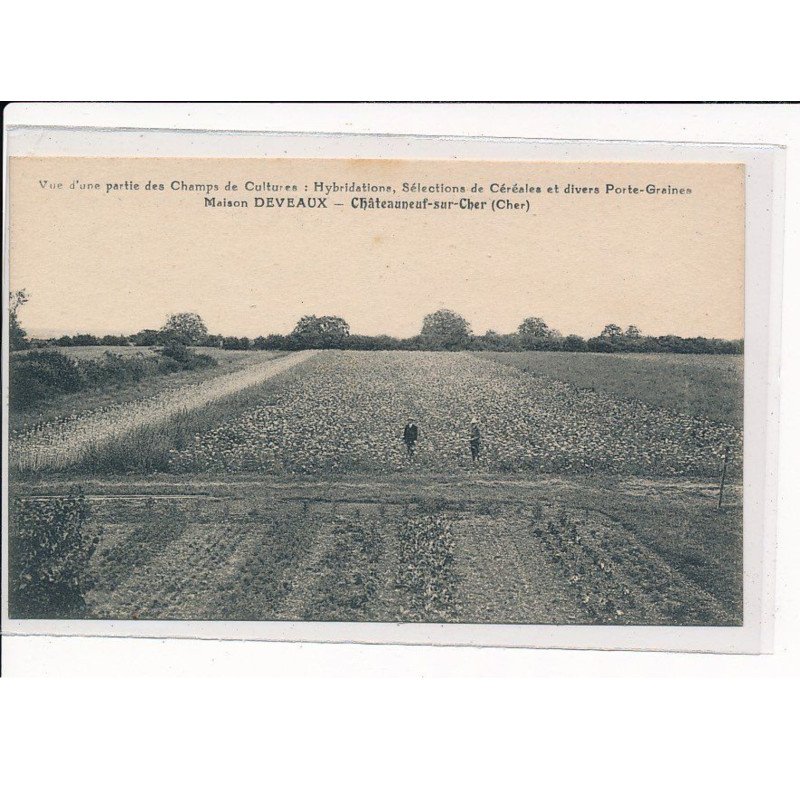 CHATEAUNEUF-sur-CHER : Vue d'une partie des Champs de Cultures, Hybridations, Maison H.DEVEAUX - très bon état