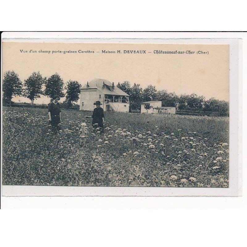 CHATEAUNEUF-sur-CHER : Vue d'un champ porte-graines Carottes, Maison H.DEVEAUX - très bon état