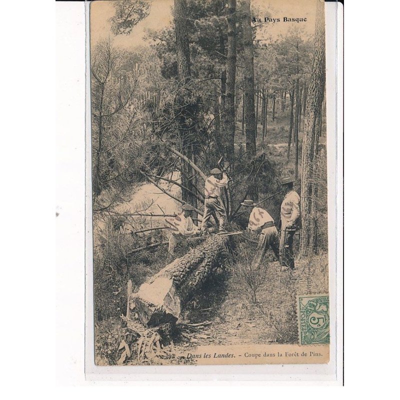 Dans les Landes, Coupe dans la forêt de Pins - très bon état