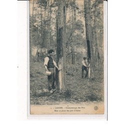 Cramponnage des Pins, mise en place des pots à résine - très bon état