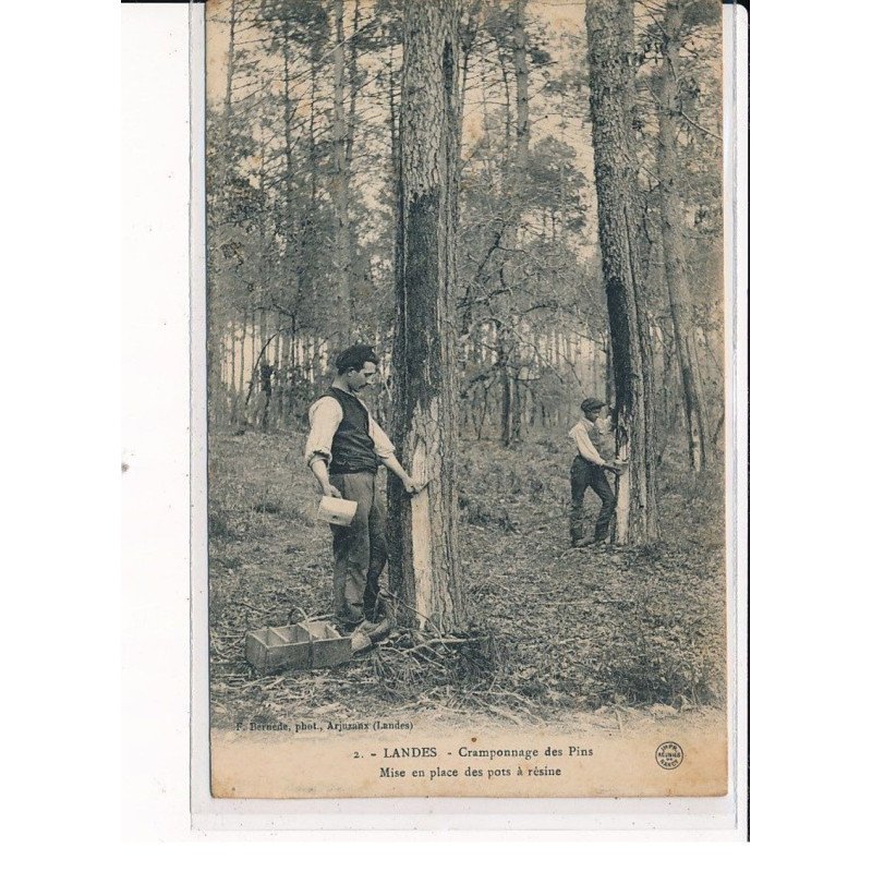 Cramponnage des Pins, mise en place des pots à résine - très bon état