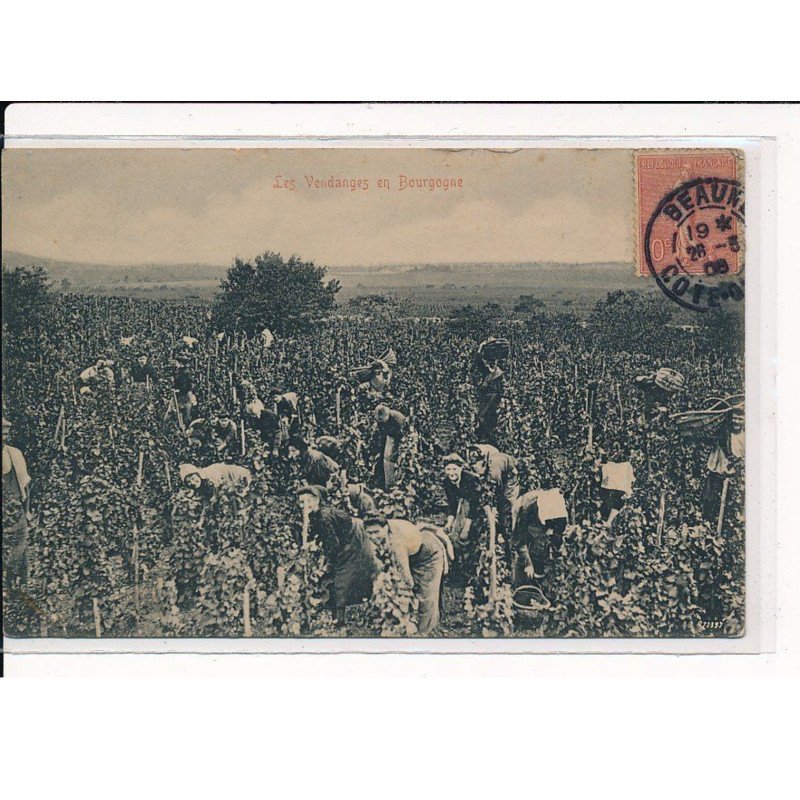 Les vendanges en Bourgogne - très bon état