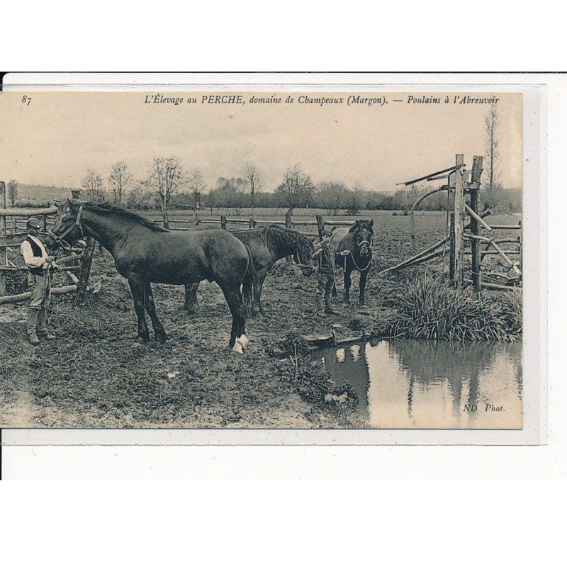 L'Elevage au PERCHE : Domaine du Champeaux, Poulains à l'Abreuvoir - très bon état