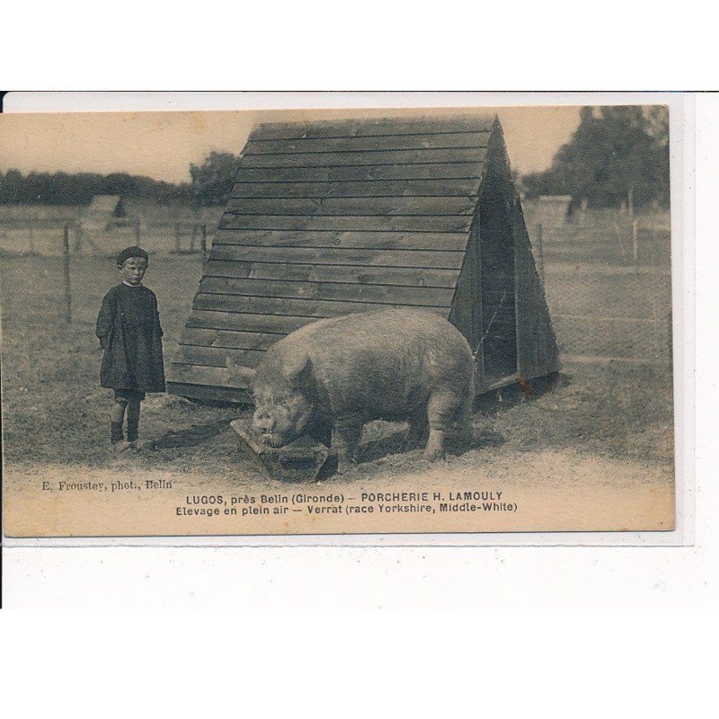 LUGOS : Porcherie H. Lamouly, Elevage en plein air, Verrat - très bon état
