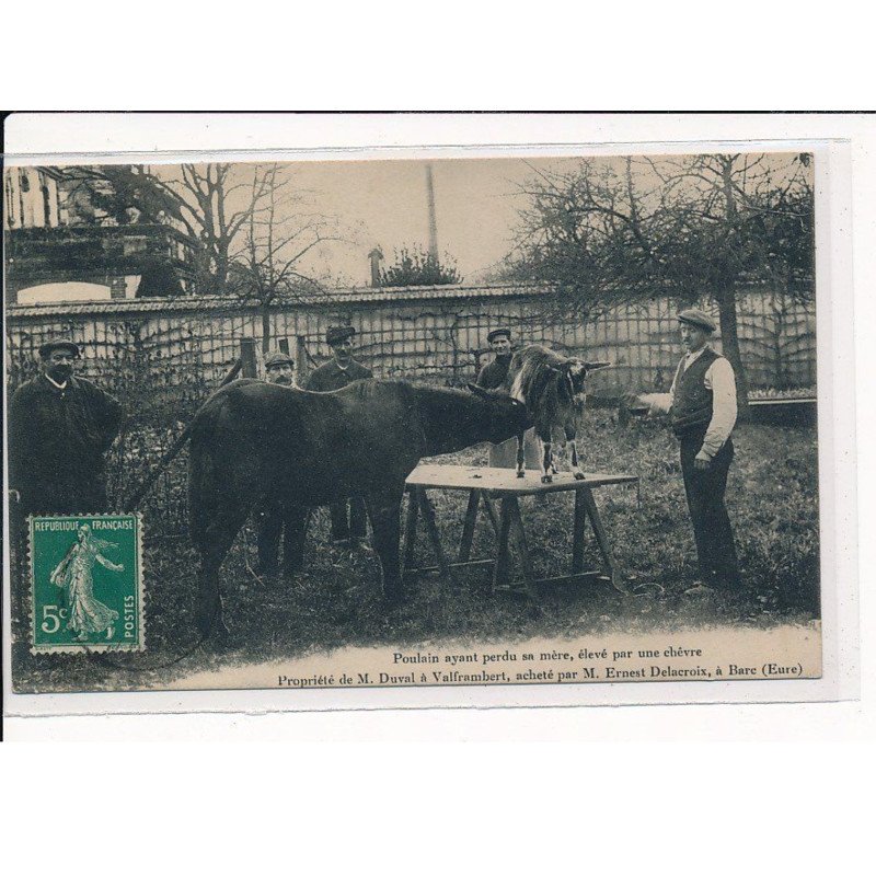 BARC : Poulain ayant perdu sa mère, élevé par une chèvre - très bon état
