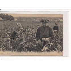 ROSCOFF et St-POL-de-LEON : La Récolte des Artichauts - très bon état