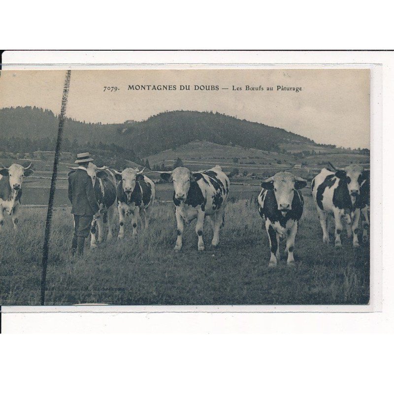 Montagnes du Doubs, Les Boeufs au Pâturage - très bon état