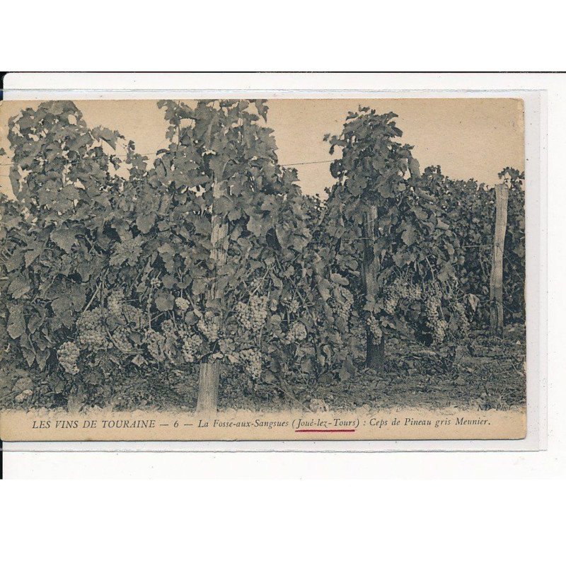 JOUE-lez-TOURS : Ceps de Pineau gris Meunier - très bon état