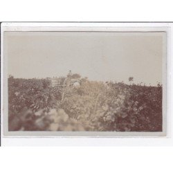 LARONNE (environs de Castelsarrasin) : carte photo des vendanges - très bon état