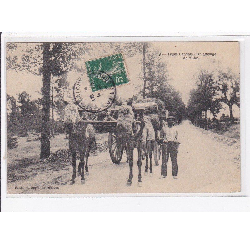 TYPES LANDAIS : un attelage de mules - très bon état