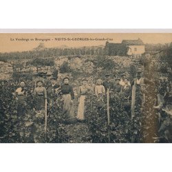 NUITS-ST-GEORGES : La Vendange en Bourgogne - état