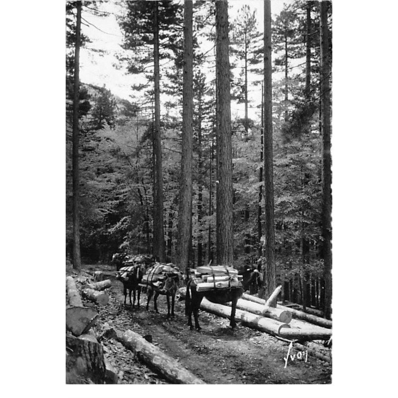 Forêt de VIZZAVONA - Cemin des Ponts - très bon état