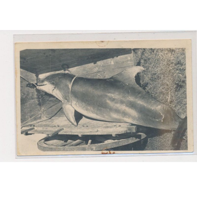 COUTAINVILLE - carte photo d'un Dauphin (pêche) - état