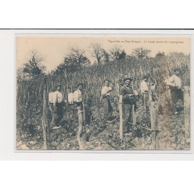 Vignobles au Pays Basque - la lutte contre les cryptogames - très bon état
