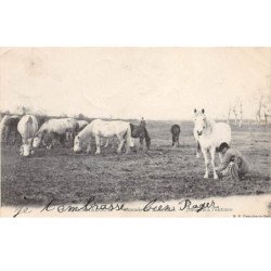 EN CAMARGUE - Manade de L'Amarée - Juments à l'entrave - très bon état