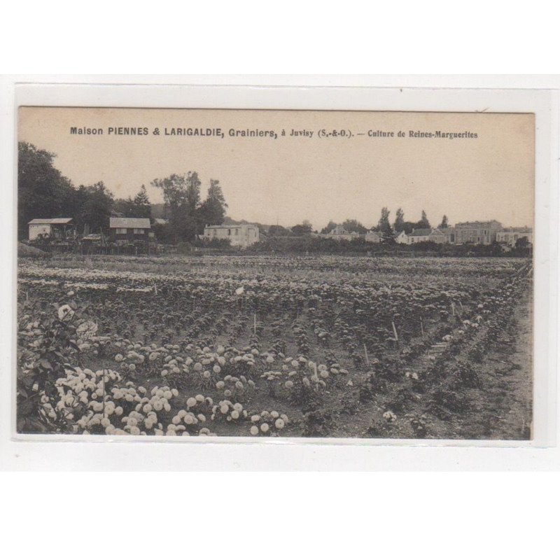 JUVISY : maison Piennes et Larigaldie, grainiers - culture de reines marguerites (fleurs - horticulture)- très bon état
